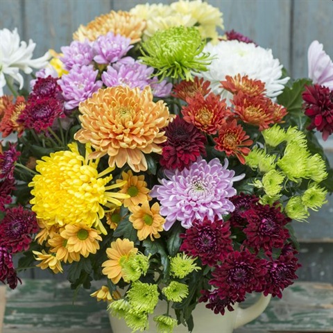 Bendigo Goldfields Chrysanthemum Championship Laanecoorie