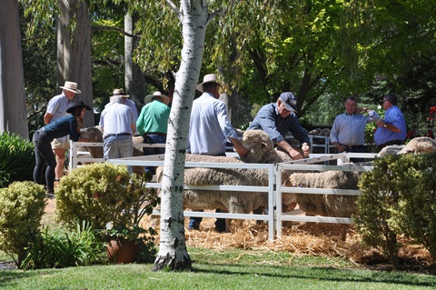 2022 Field Day Stud Merinos.jpg