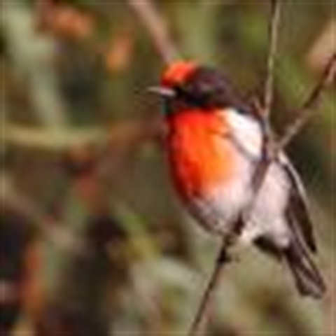 bird.jpg
