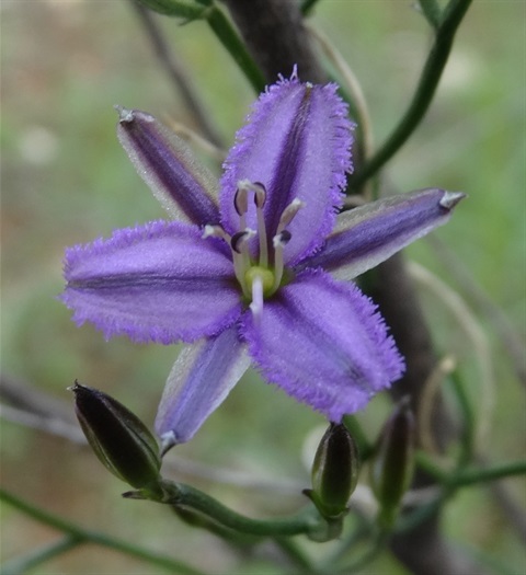 Twining Fringe Lily.jpg